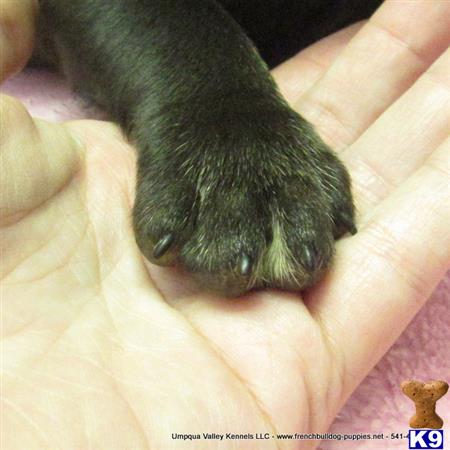 umpquavalleykennels Picture 2